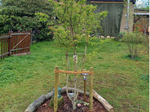 Kleiner Baum im Garten gepflanzt