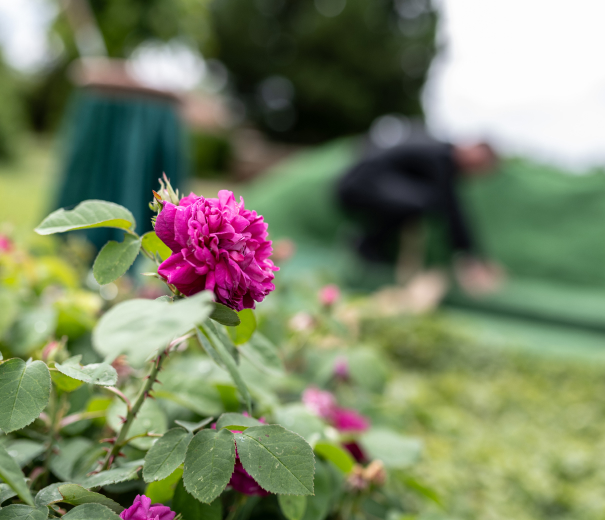 Pinke Blume im Fokus